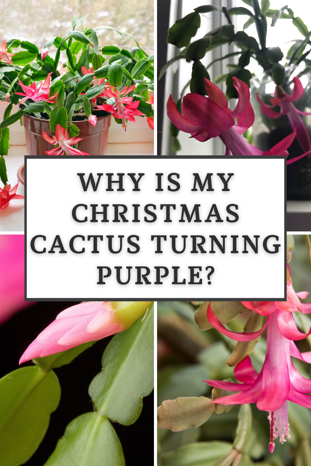 Why is My Christmas Cactus Turning Purple? 6 Reasons
