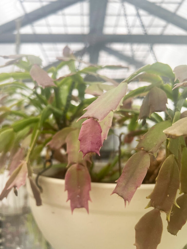 why-is-my-christmas-cactus-turning-purple