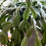 Best Soil for Christmas Cactus: 3 Great Choices xmas-cactus-soil-1200x1200