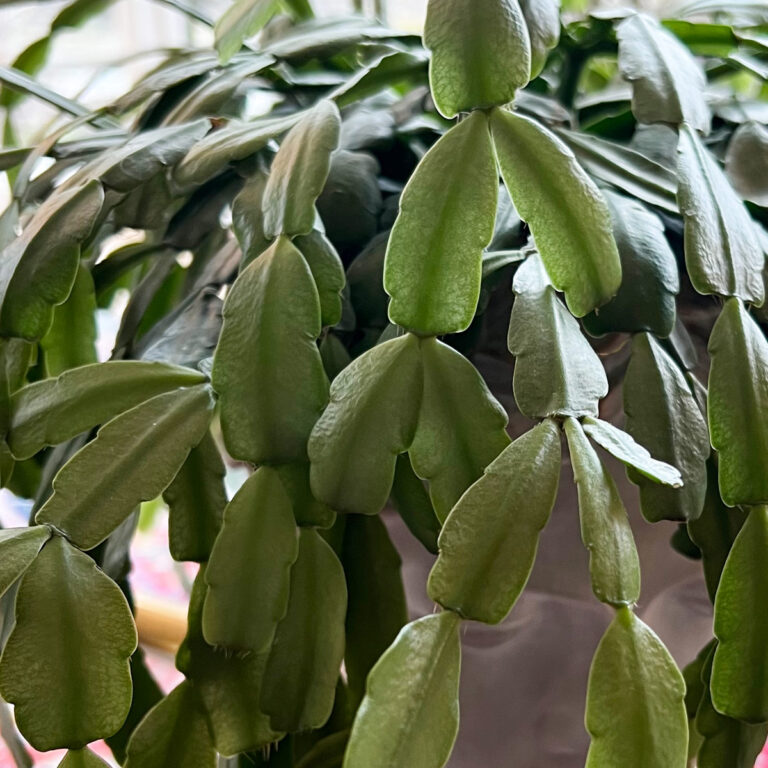 Best Soil for Christmas Cactus: 3 Great Choices