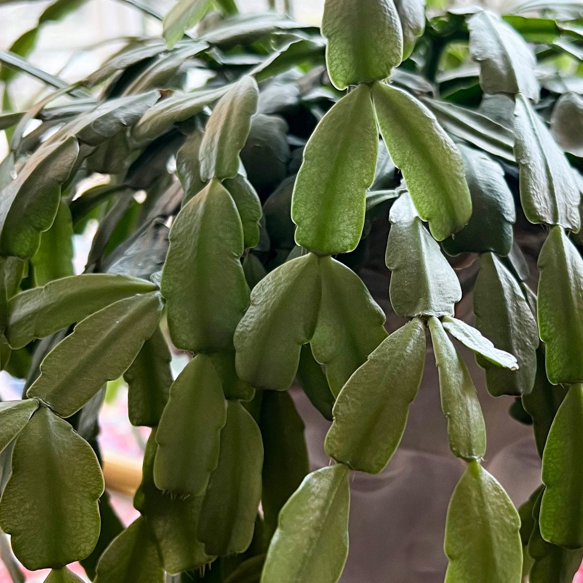 Best Soil for Christmas Cactus: 3 Great Choices