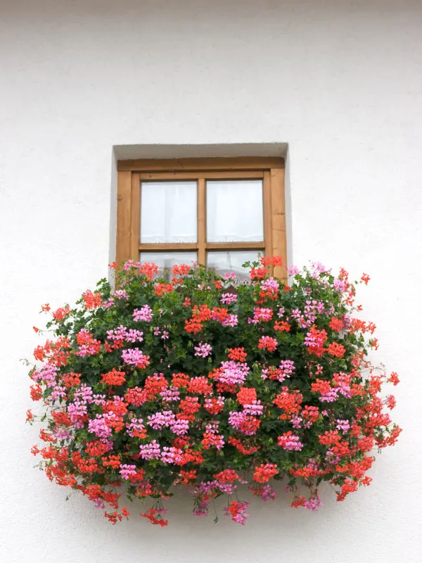 are-geraniums-perennials-or-annuals