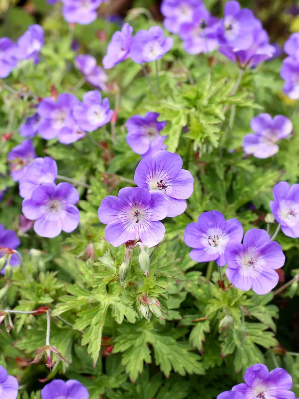 are-geraniums-perennials-or-annuals