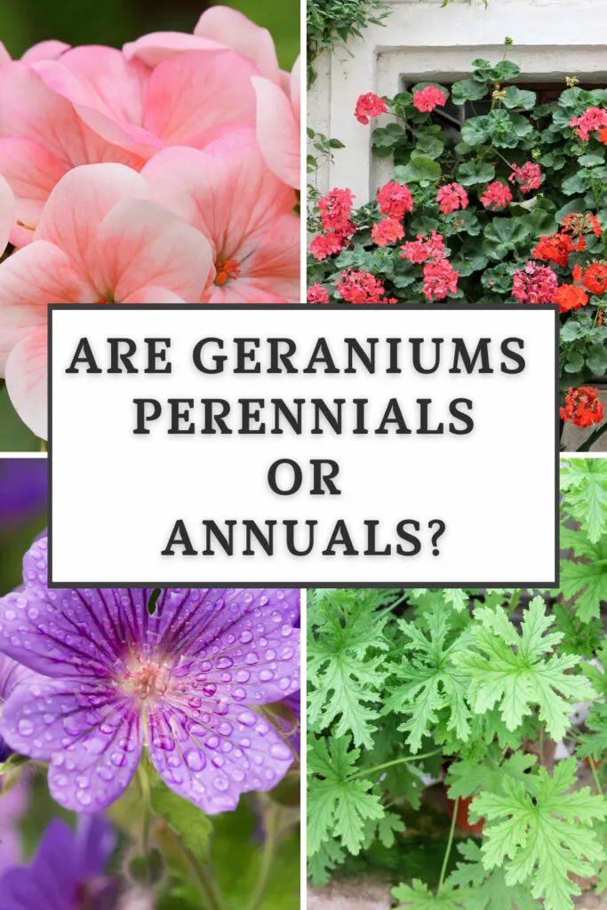 are-geraniums-perennials-or-annuals