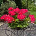 Are Geraniums Perennials or Annuals? (w/ pictures) are-geraniums-perennials-or-annuals