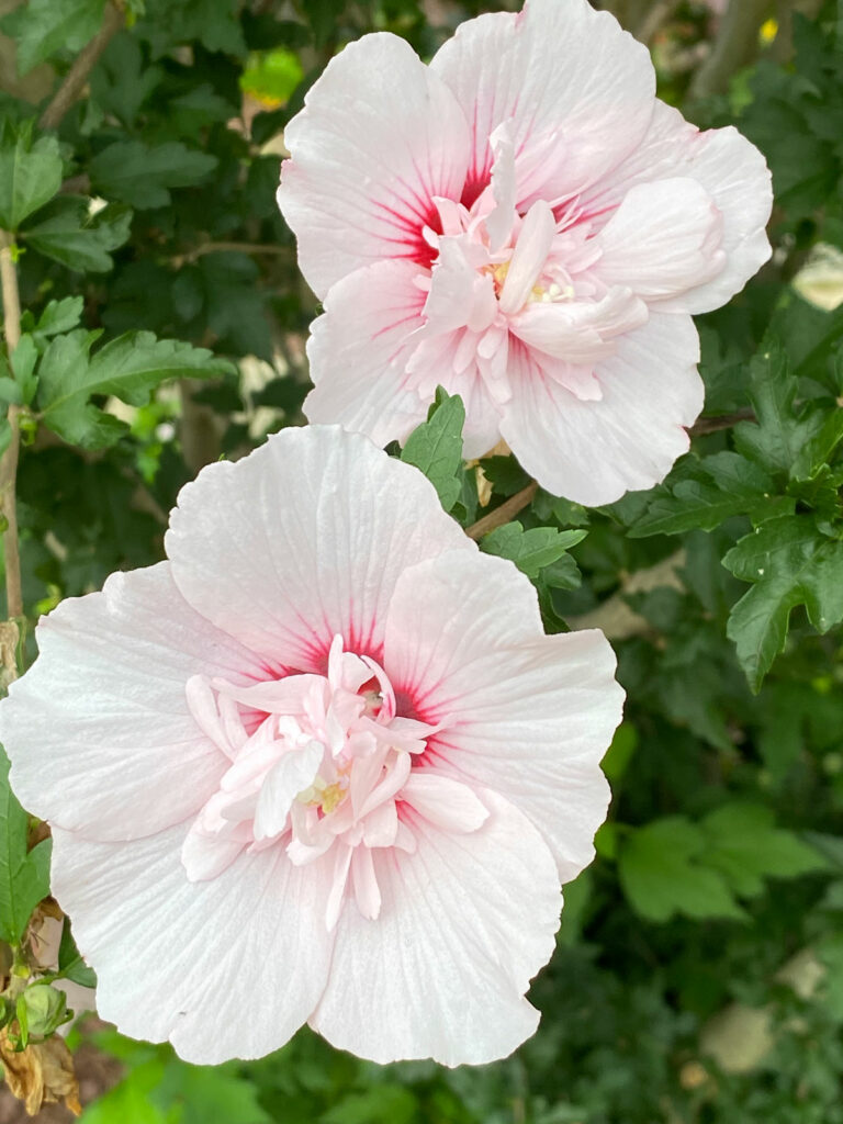 are-hibiscus-annuals-or-perennials