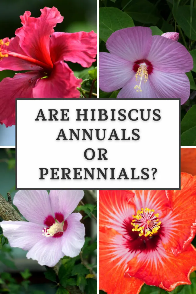 are-hibiscus-annuals-or-perennials