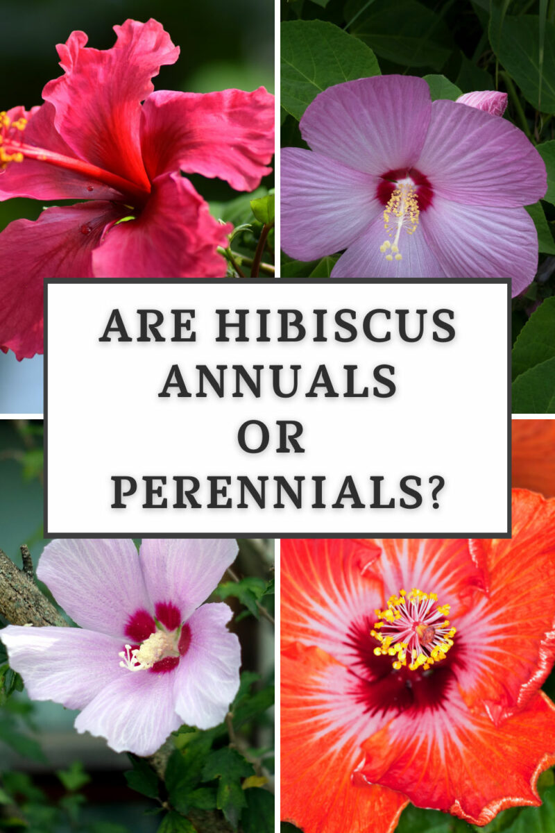 Are Hibiscus Plants Annuals or Perennials? (w/ pics)