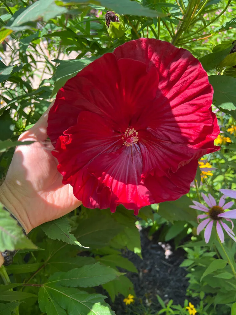 are-hibiscus-annuals-or-perennials