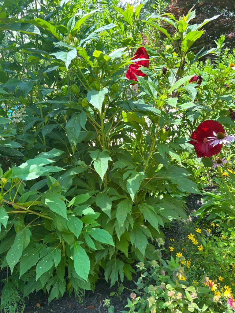 are-hibiscus-plants-annuals-or-perennials