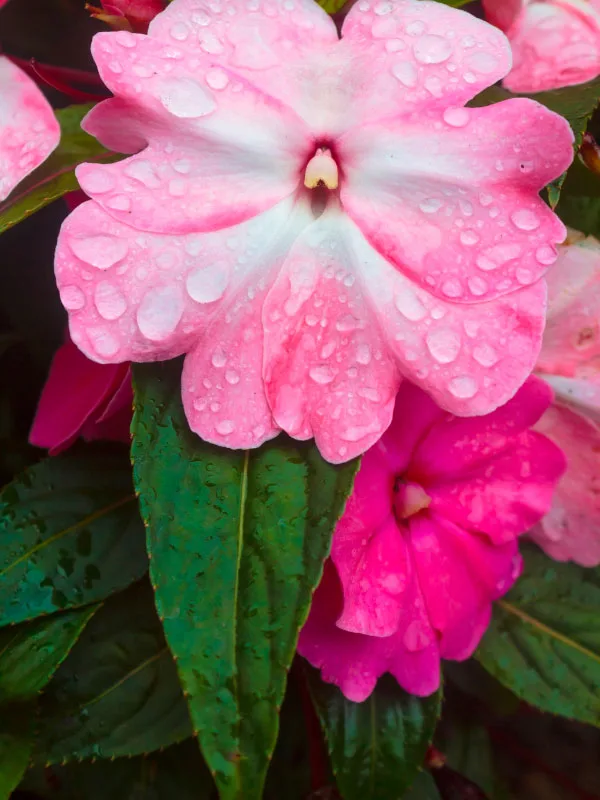 are-new-guinea-impatiens-perennials