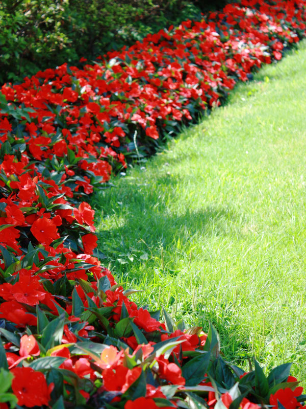 are-new-guinea-impatiens-perennials