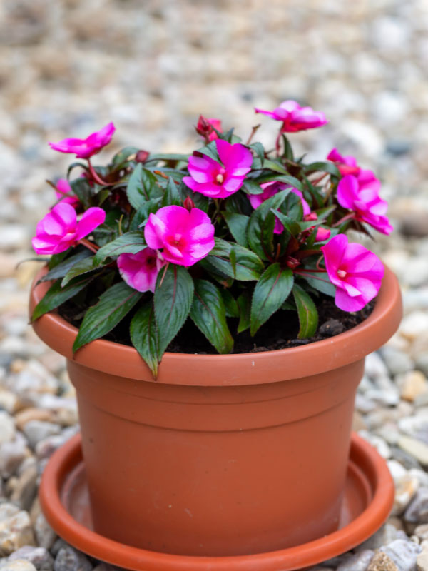 are-new-guinea-impatiens-perennials