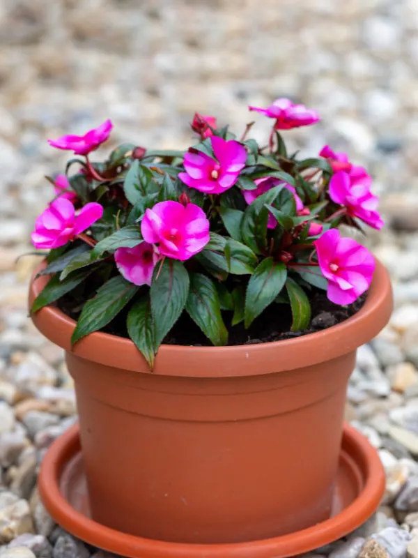 are-new-guinea-impatiens-perennials