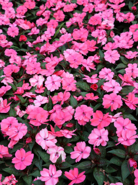 Are New Guinea Impatiens Perennials? + 5 Tips to Grow
