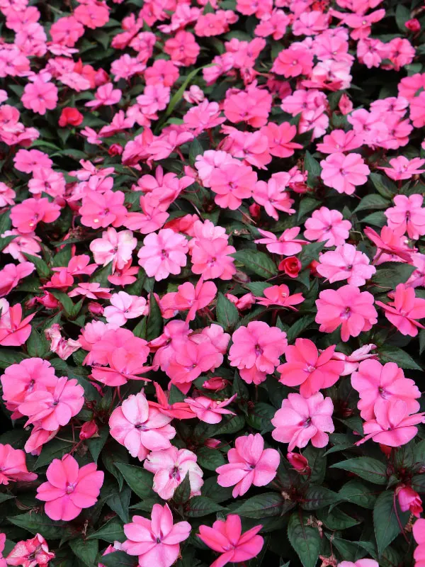 are-new-guinea-impatiens-perennials