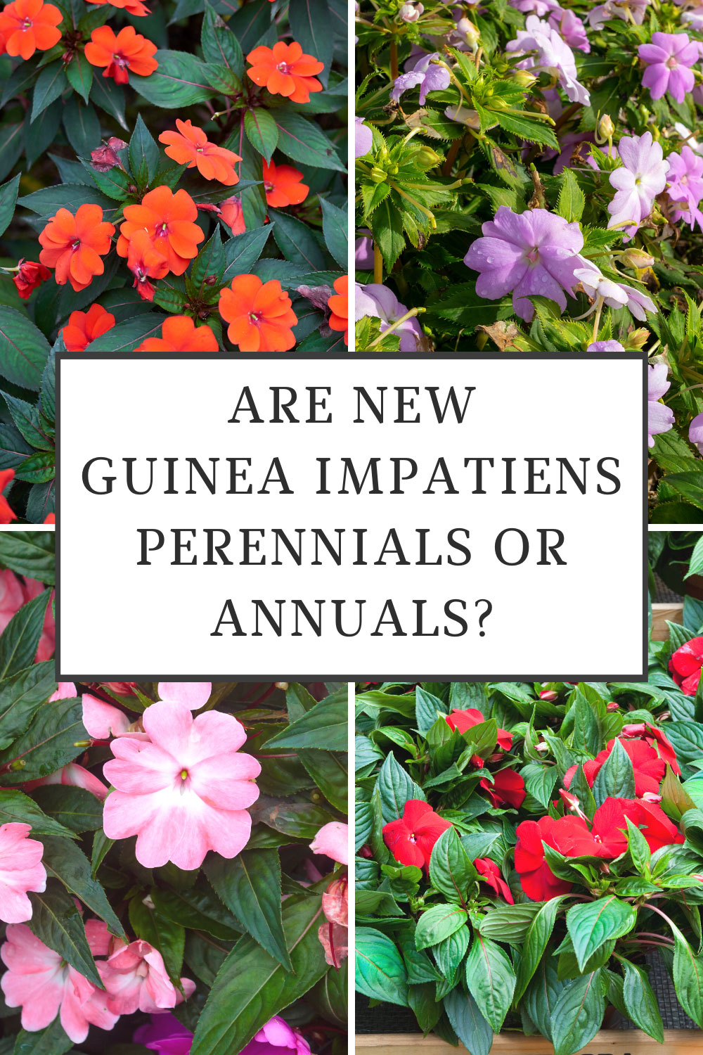 Are New Guinea Impatiens Perennials? + 5 Tips to Grow