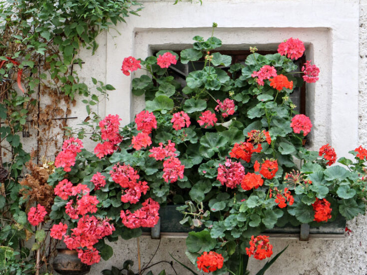 Best Fertilizer for Geraniums in Pots: My 3 Picks