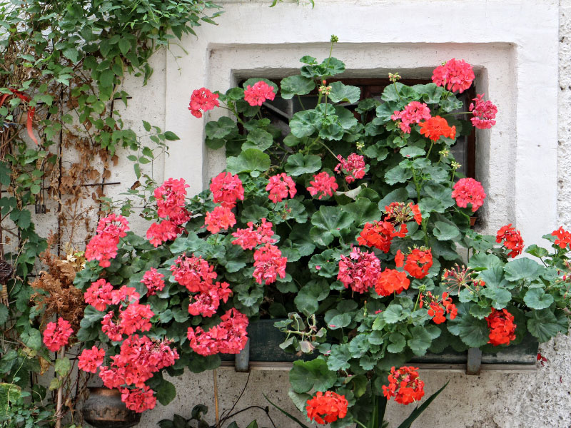 best-fertilizer-for-geraniums