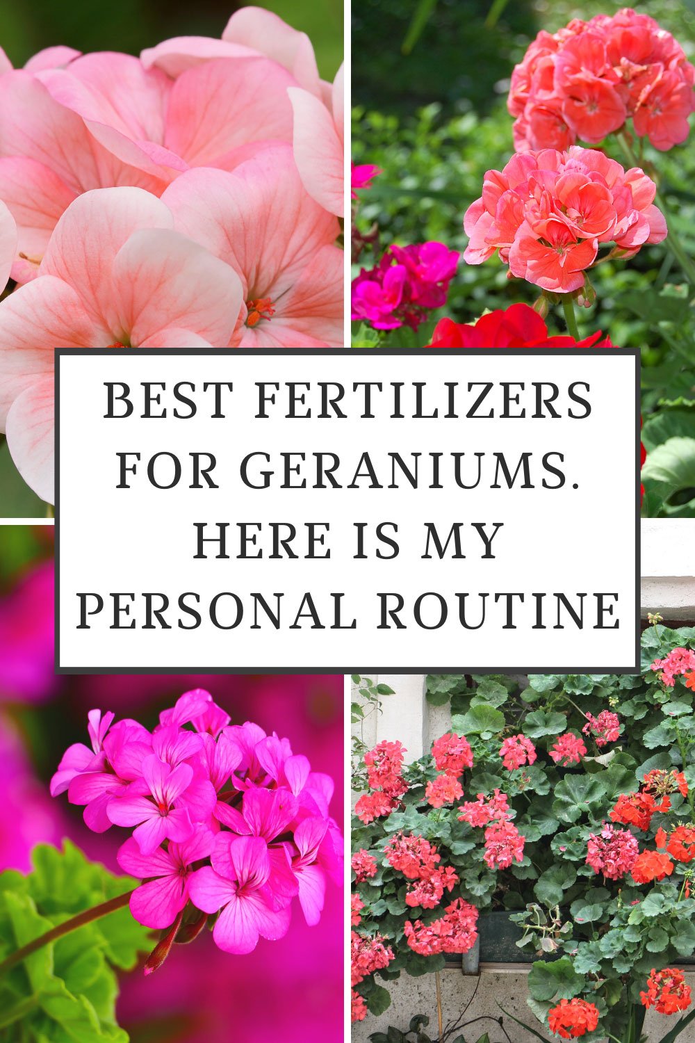 Best Fertilizer for Geraniums in Pots My 3 Picks