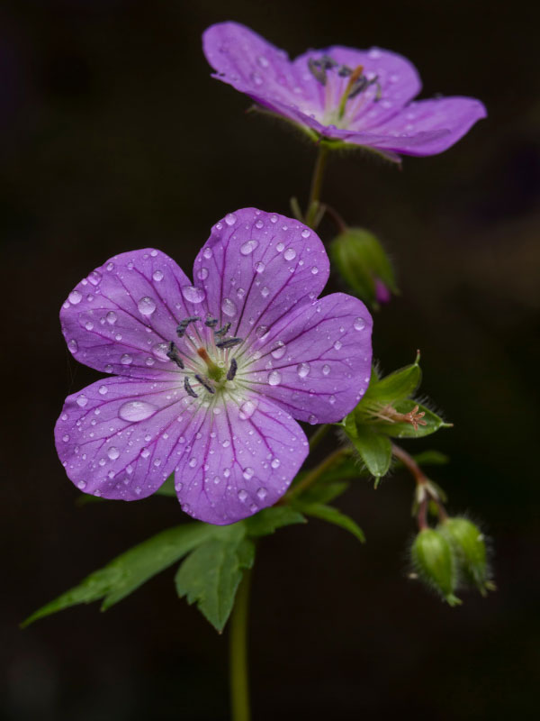 cranesbill-geranium