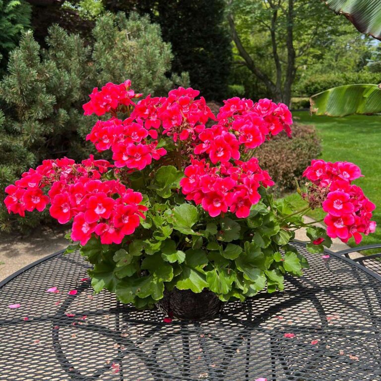 Best Fertilizer for Geraniums in Pots: My 3 Picks