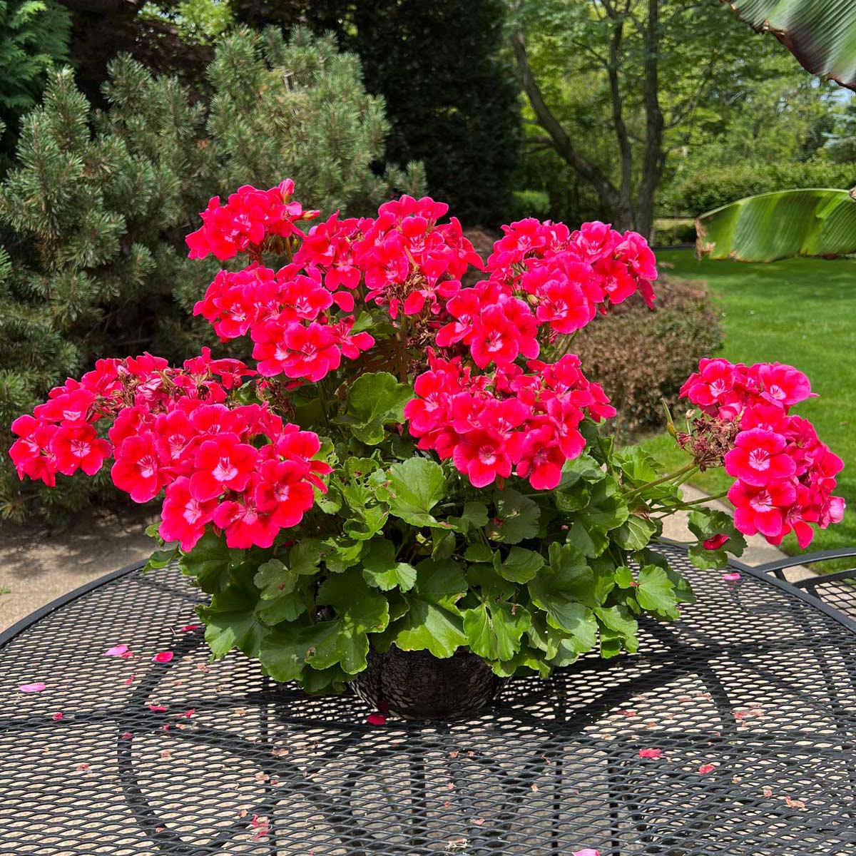 tall plastic planter Pacifica Tall Planter main image 1