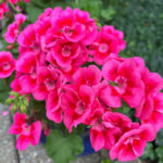 Are Geraniums Perennials or Annuals? (w/ pictures) geraniums-annual-perennial-1200x1200