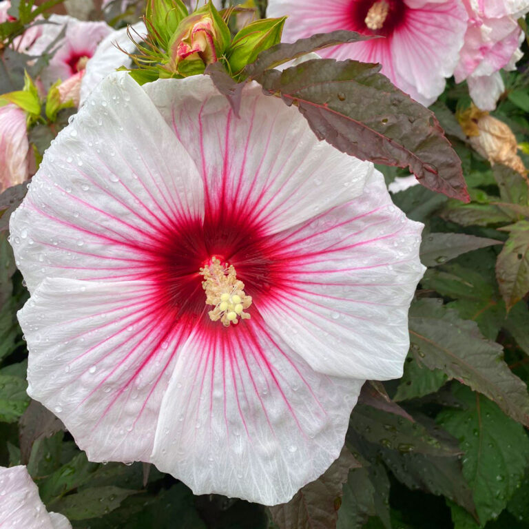 Are Hibiscus Plants Annuals or Perennials? (w/ pics)