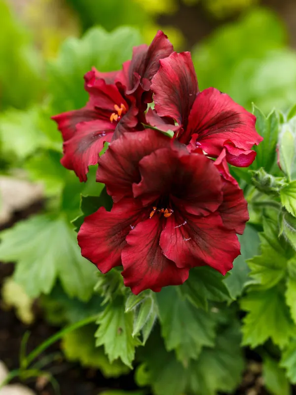 martha-washington-geranium