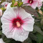 Are Hibiscus Plants Annuals or Perennials? (w/ pics) rose-mallow