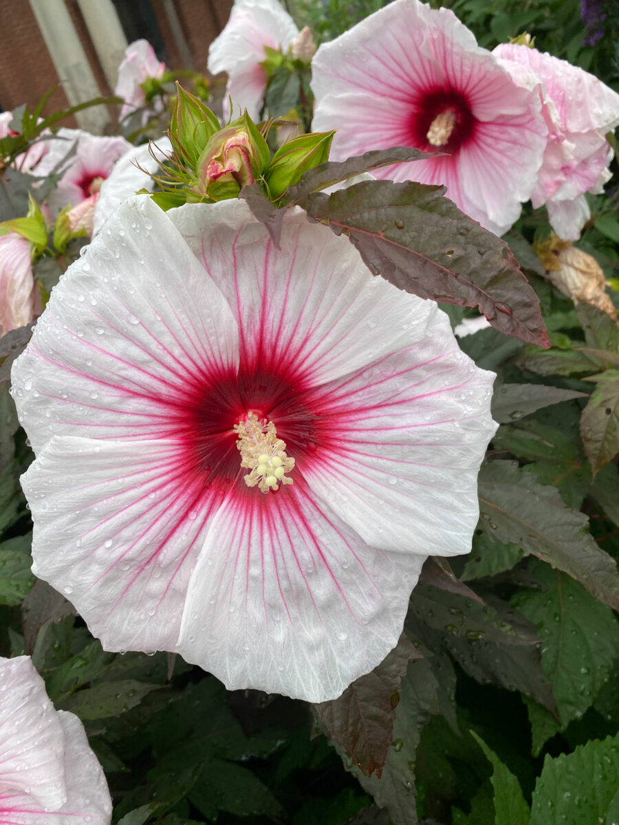 Are Hibiscus Plants Annuals or Perennials? (w/ pics)
