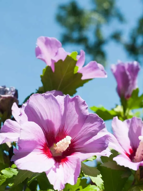 rose-of-sharon