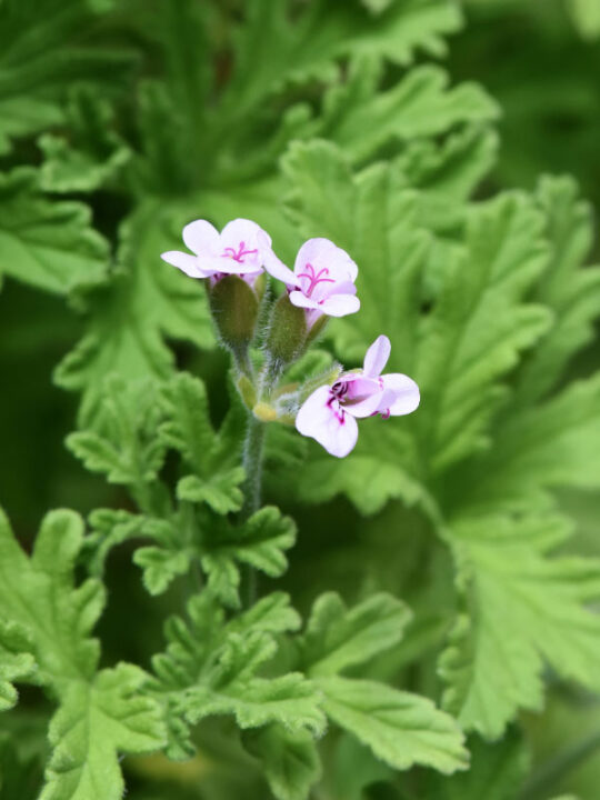 Are Geraniums Perennials or Annuals? (w/ pictures)