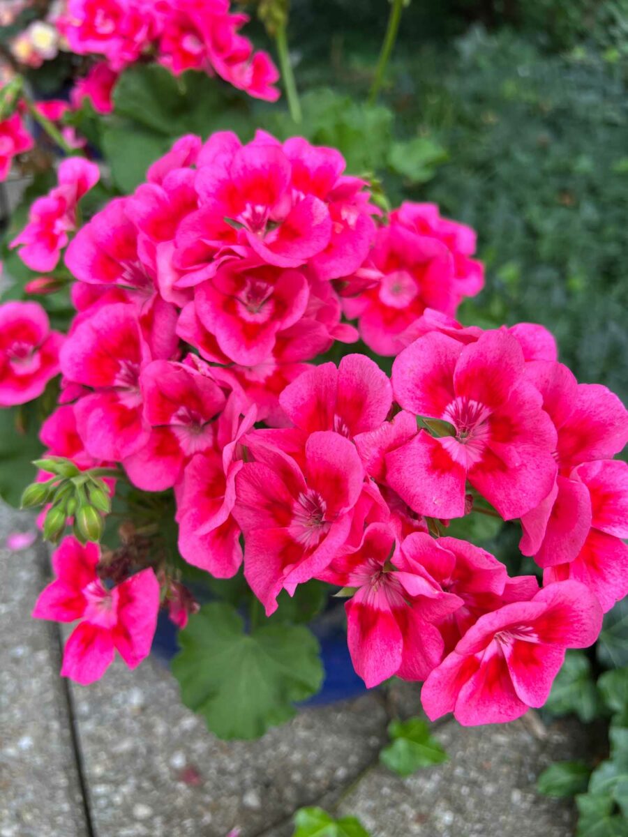 Best Fertilizer for Geraniums in Pots My 3 Picks