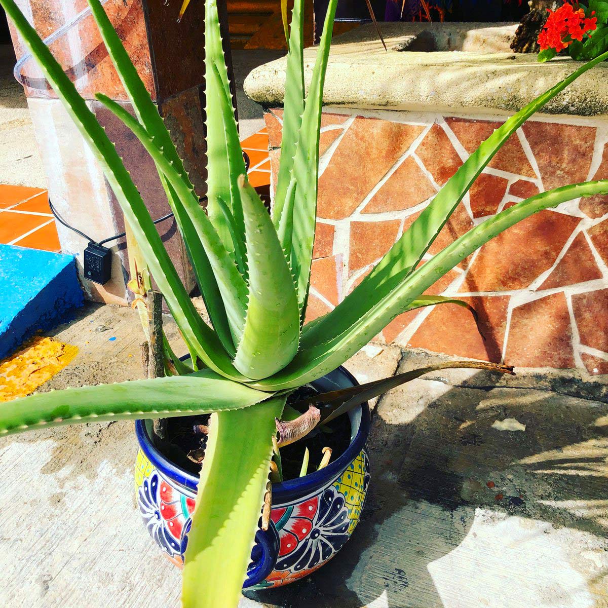 Best Soil for Aloe Vera Plants: 3 Outstanding Choices