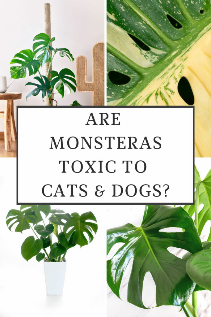 are-monsteras-toxic-to-cats