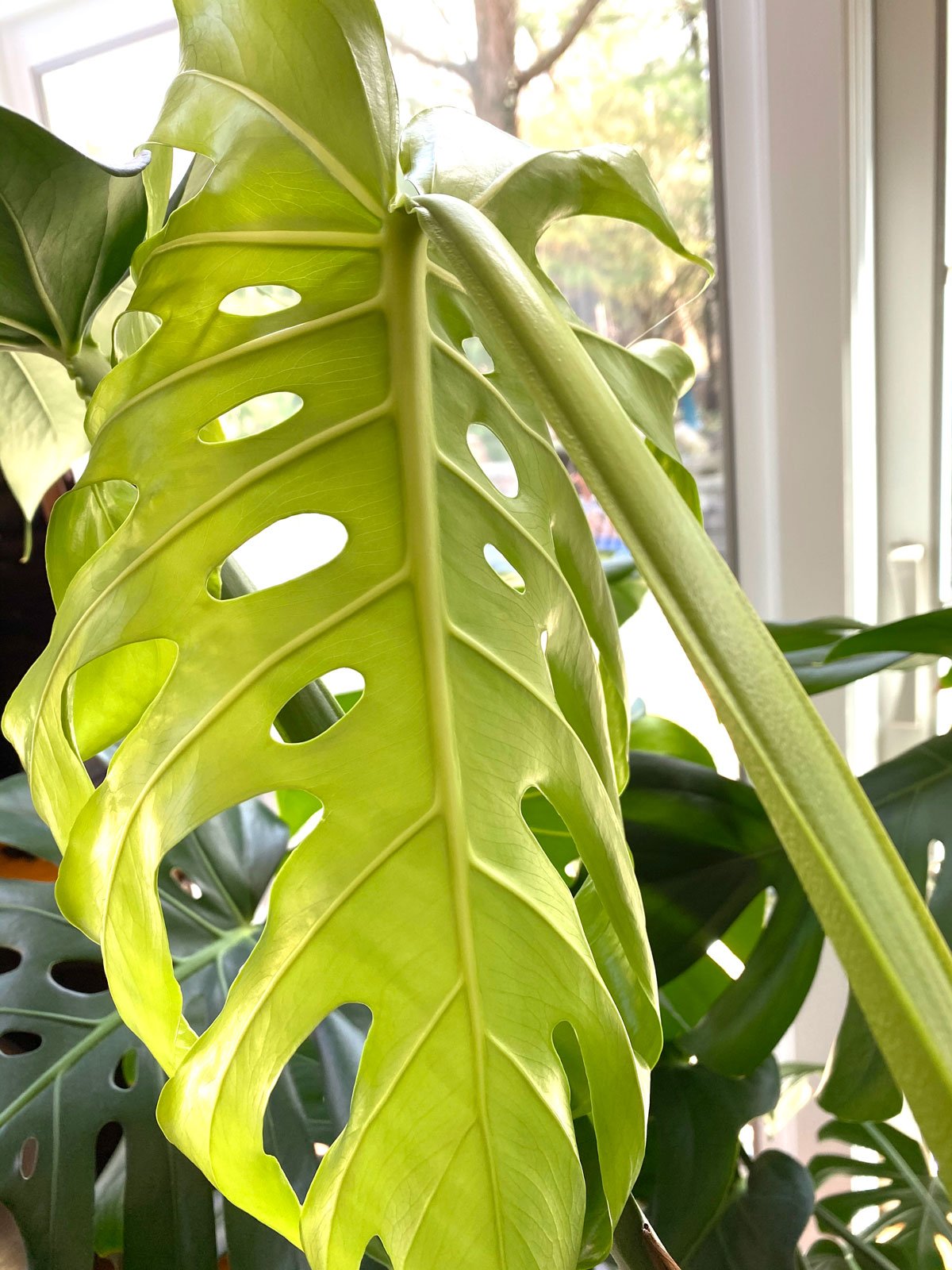 Are Monsteras Toxic to Cats & Dogs? 3 Things to Know