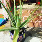 Best Soil for Aloe Vera Plants: 3 Outstanding Choices best-soil-for-aloe