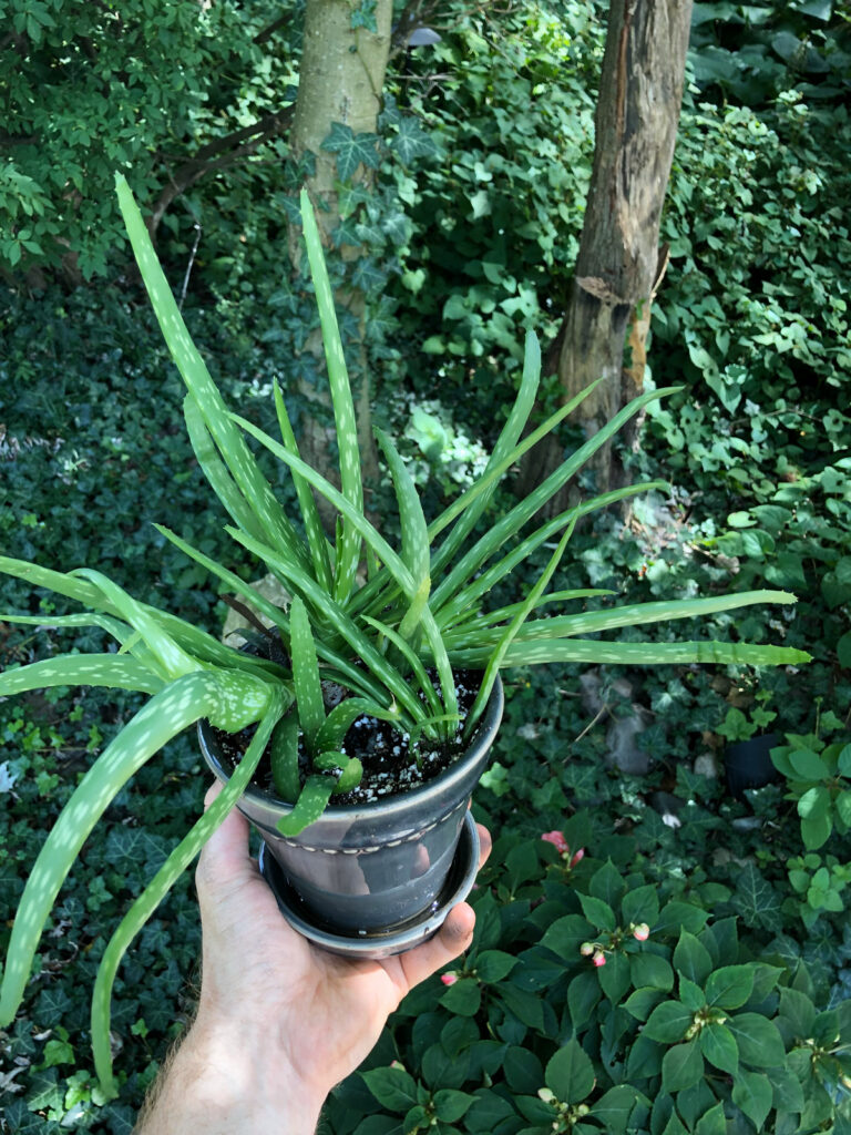 best-soil-for-aloe
