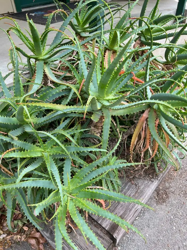 best-soil-for-aloe