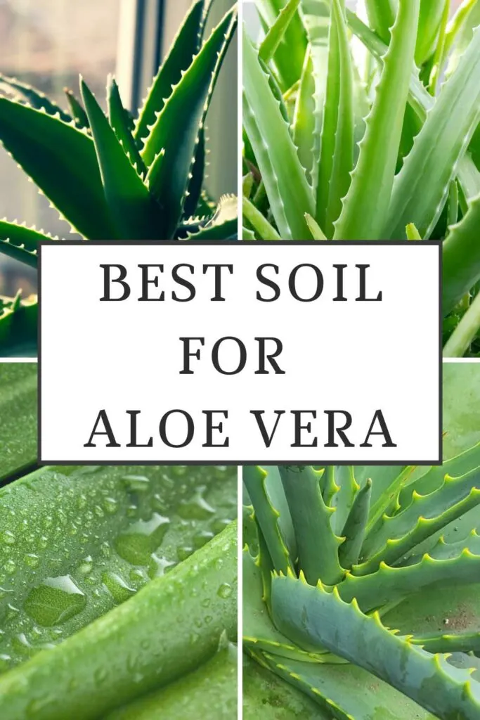 best-soil-for-aloe