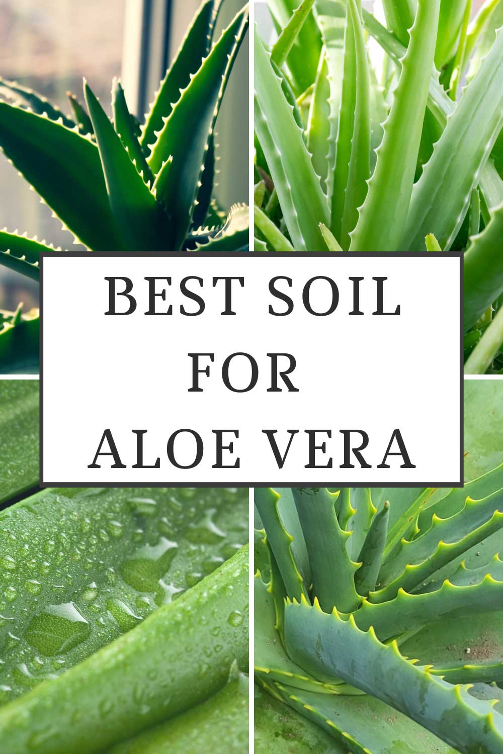 Best Soil for Aloe Vera Plants 3 Outstanding Choices