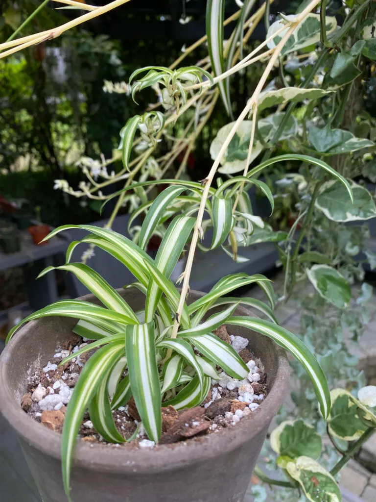 best-soil-for-spider-plants