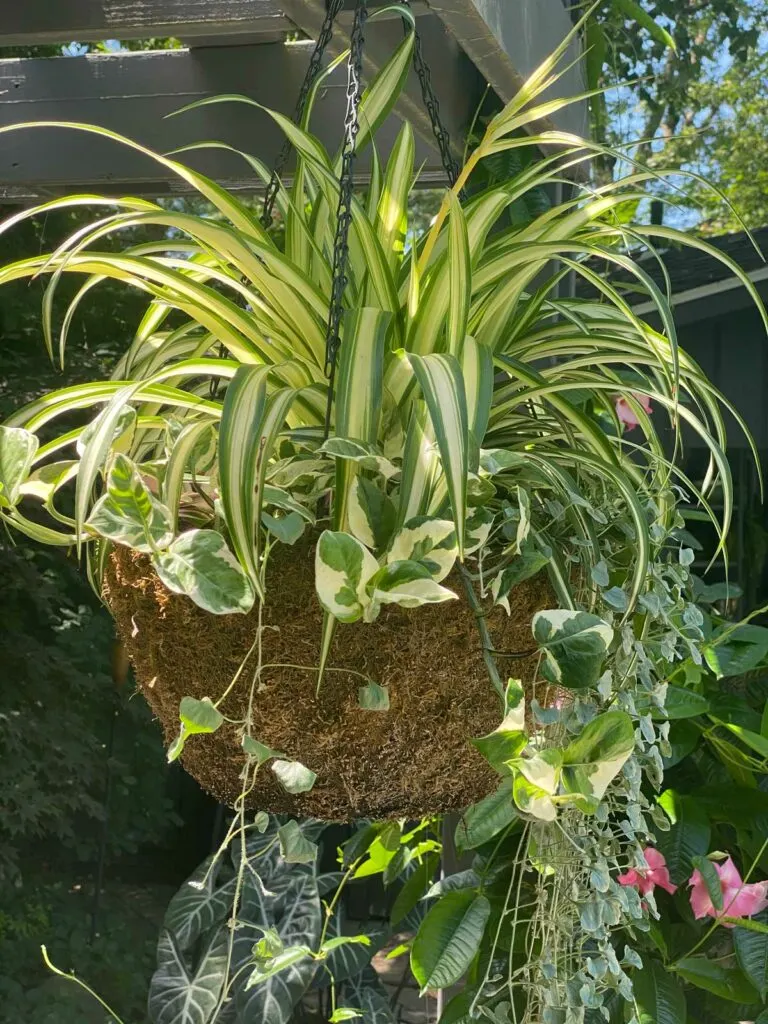 Spider Plants – Beyond Behnkes