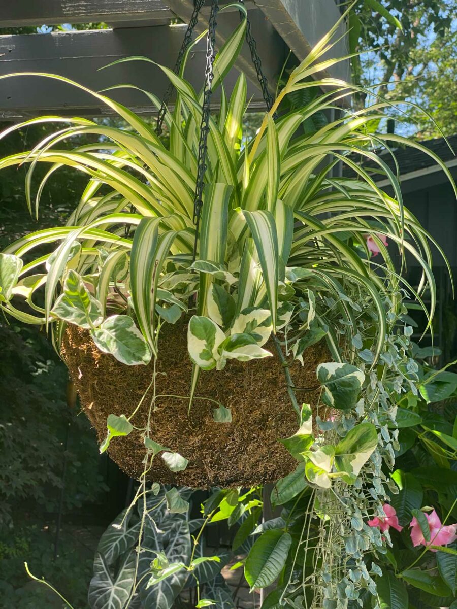 Best Soil for Spider Plants 3 Wonderful Choices