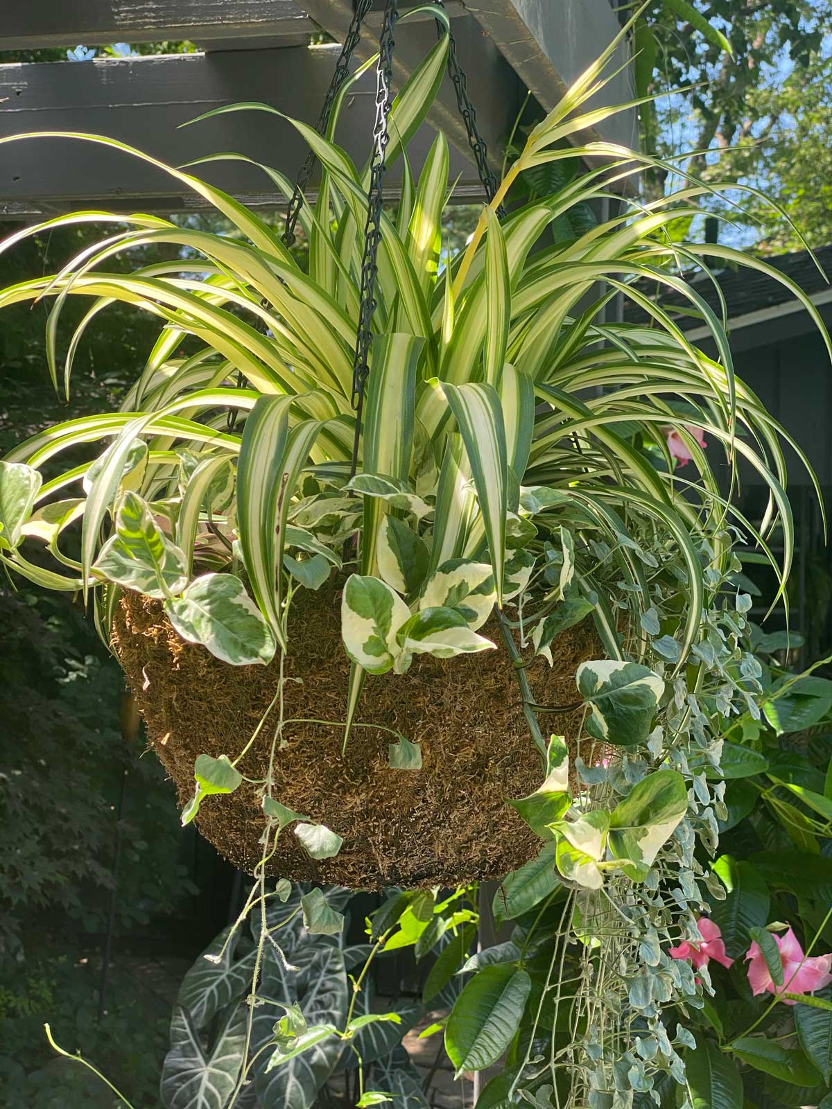 Best Soil for Spider Plants 3 Wonderful Choices