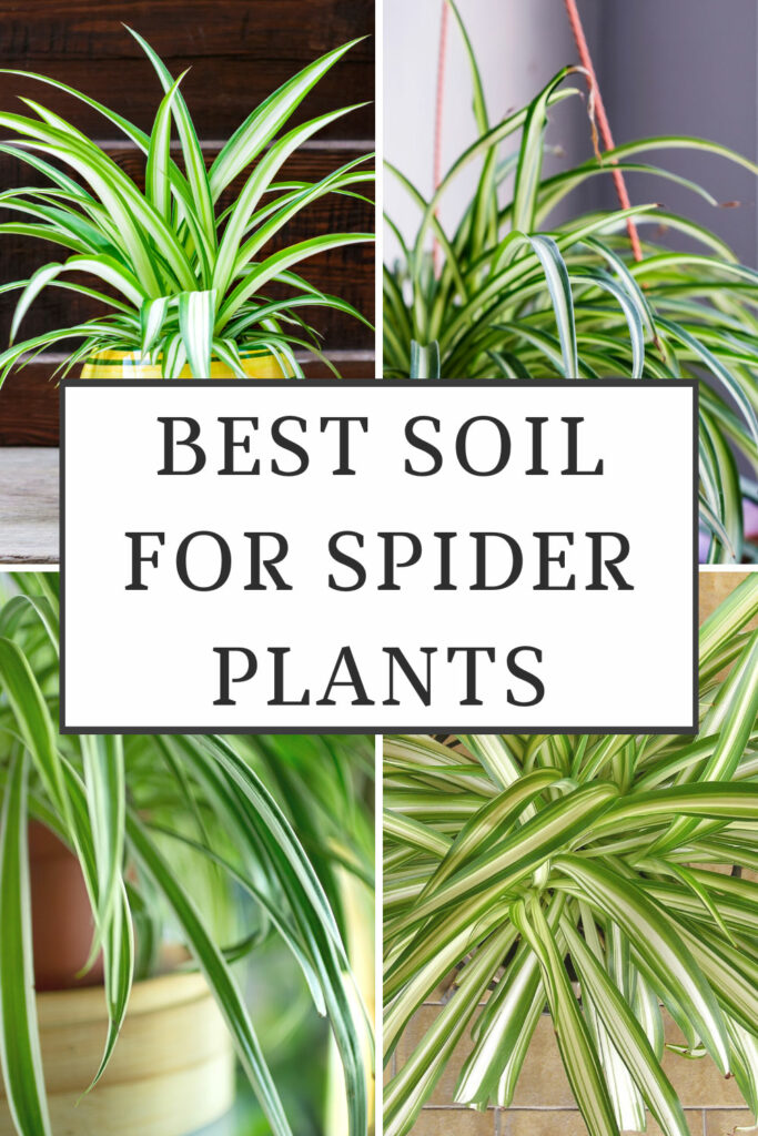 best-soil-for-spider-plants