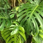 Are Monsteras Toxic to Cats & Dogs? 3 Things to Know monstera-toxic-cats-1200x1200