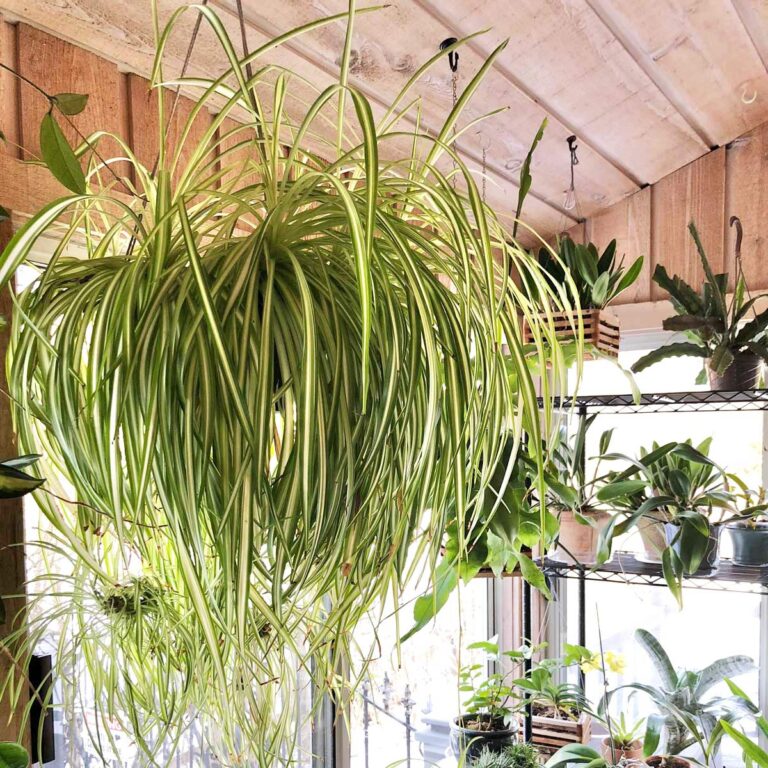 Best Soil for Spider Plants: 3 Wonderful Choices